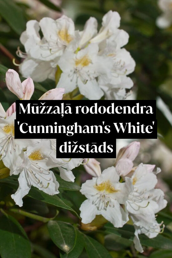 Mūžzaļā rododendra 'Cunningham's White' dižstāds - kupls, izteiksmīgs krūms, 2 dažādi izmēri